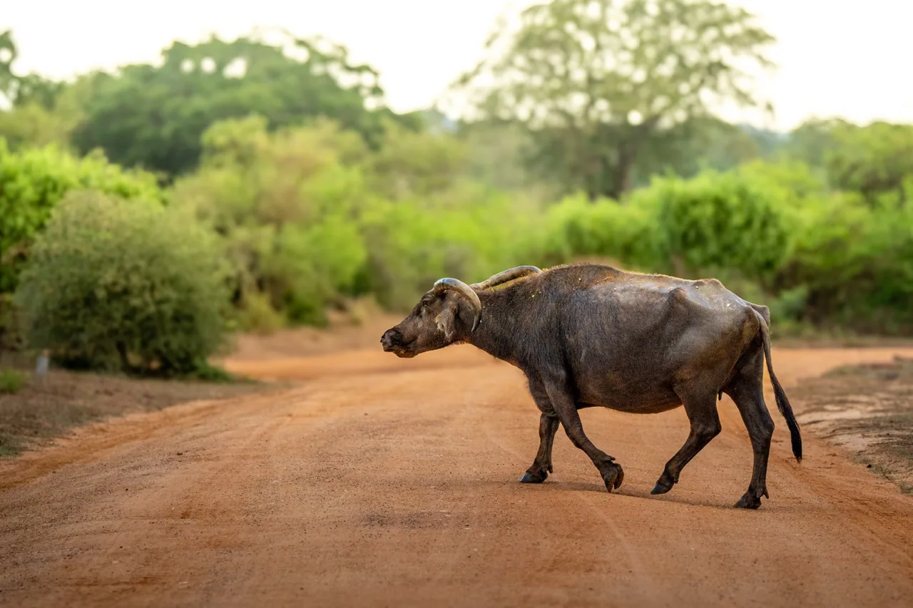 Water Buffalo