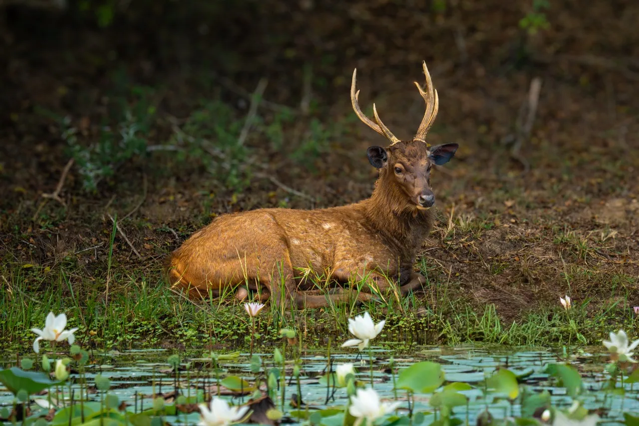 Sri Lankan sambar deer