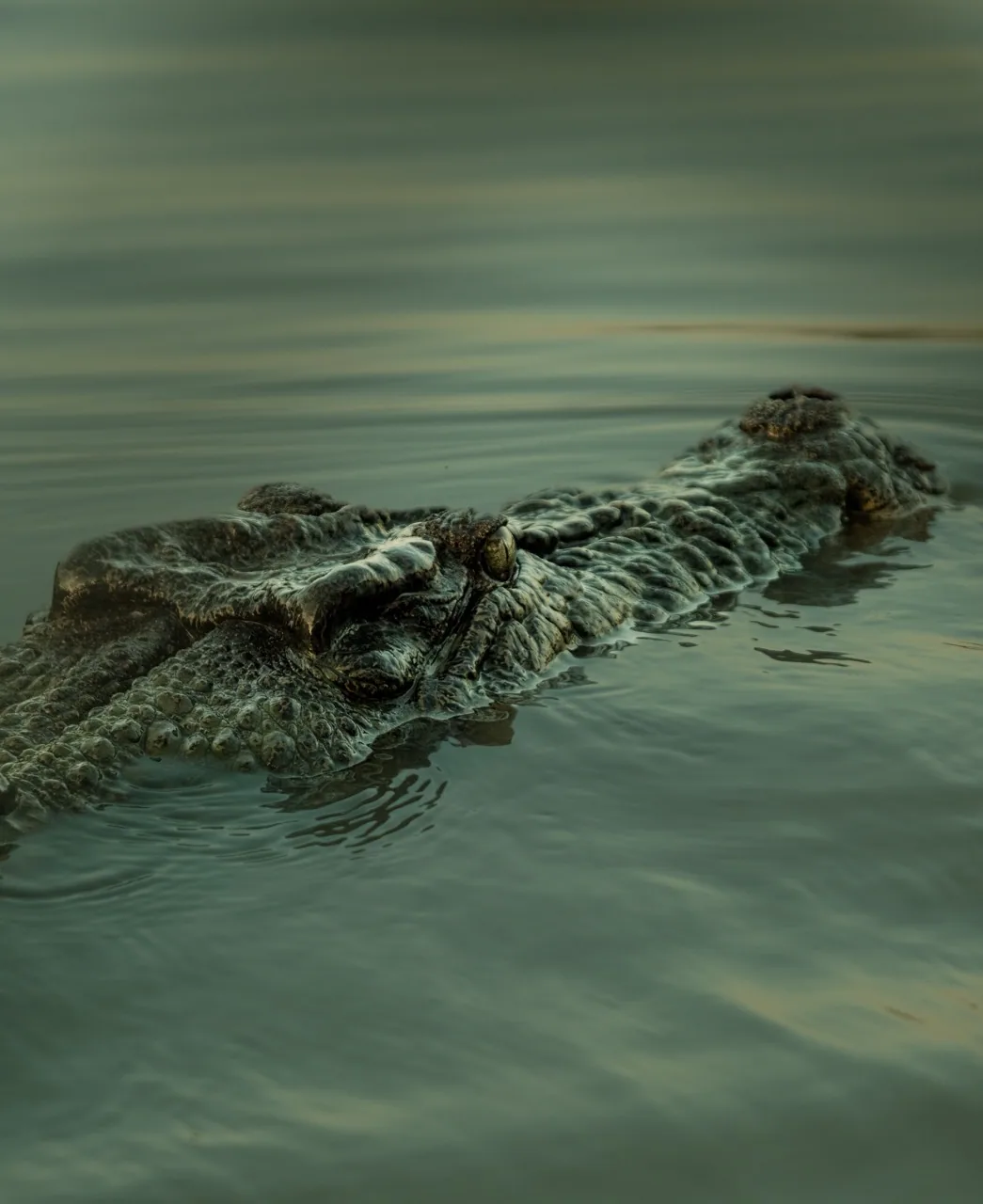 Saltwater Crocodile