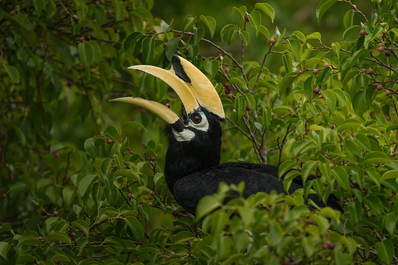 Oriental pied hornbill